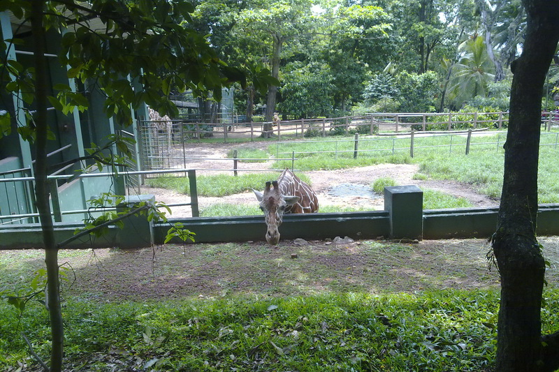 Sri Lanka, Colombo, Dehiwala Zoo